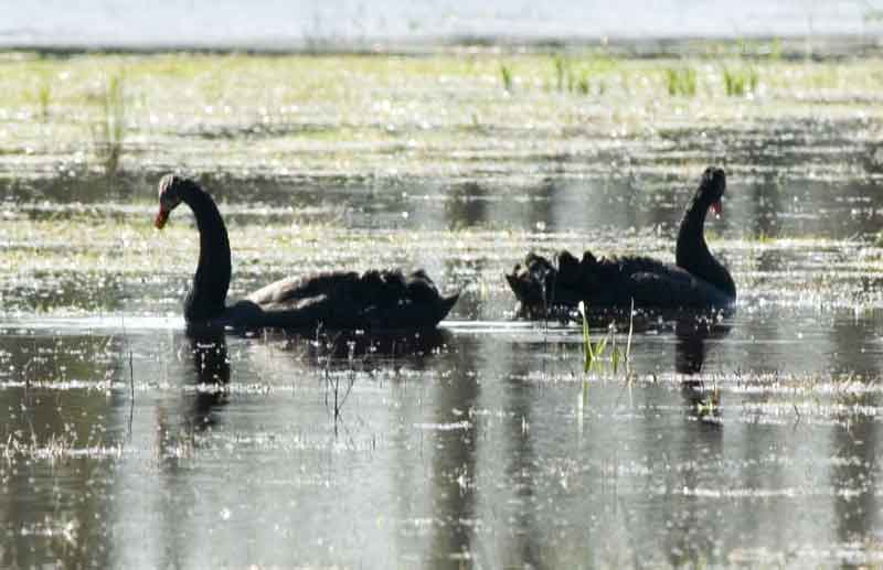 Cisnes Negros - parc natural dels aiguamolls de l'Empurda - Girona - Catalunya 2.jpg